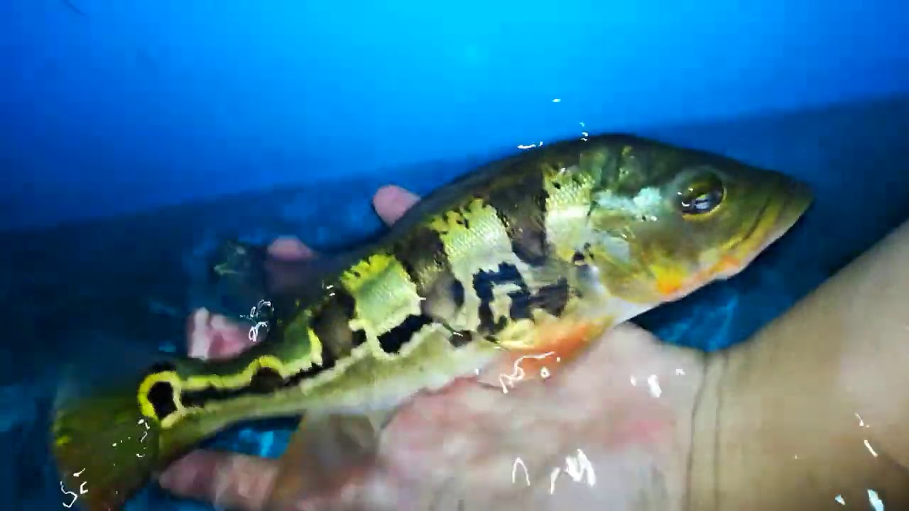 Peacock Bass Mono 皇帝鱼 Youtube