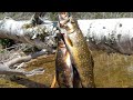 Brook Trout Fishing