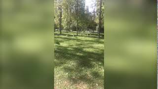 Бродячие собаки в Ореховой роще Бродячие собаки в Ореховой роще