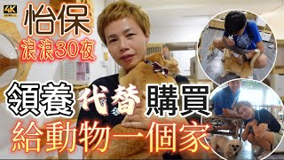 #Mangohk | 希望喺30日裡面 遇到佢生命中的主人  終結漂泊流浪的一生 ￼🇲🇾 30 Nights of Stray Dog Adoption Cafe | #4k #大馬獅家
