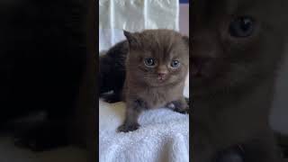 British shorthair chocolate kitten