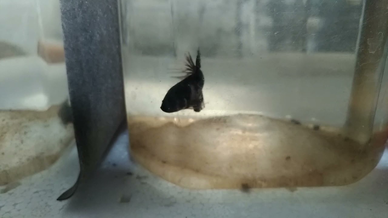 PROSES MUTASI CUPANG AVATAR COPPER USIA 2 BULAN PALING LENGKAP