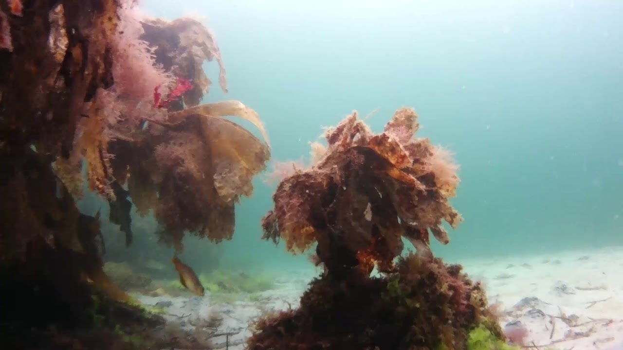 ScubaDive West Ireland, 1.0 hour of peaceful underwater footage, 05