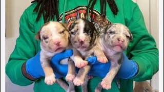American bully tri merle litter available