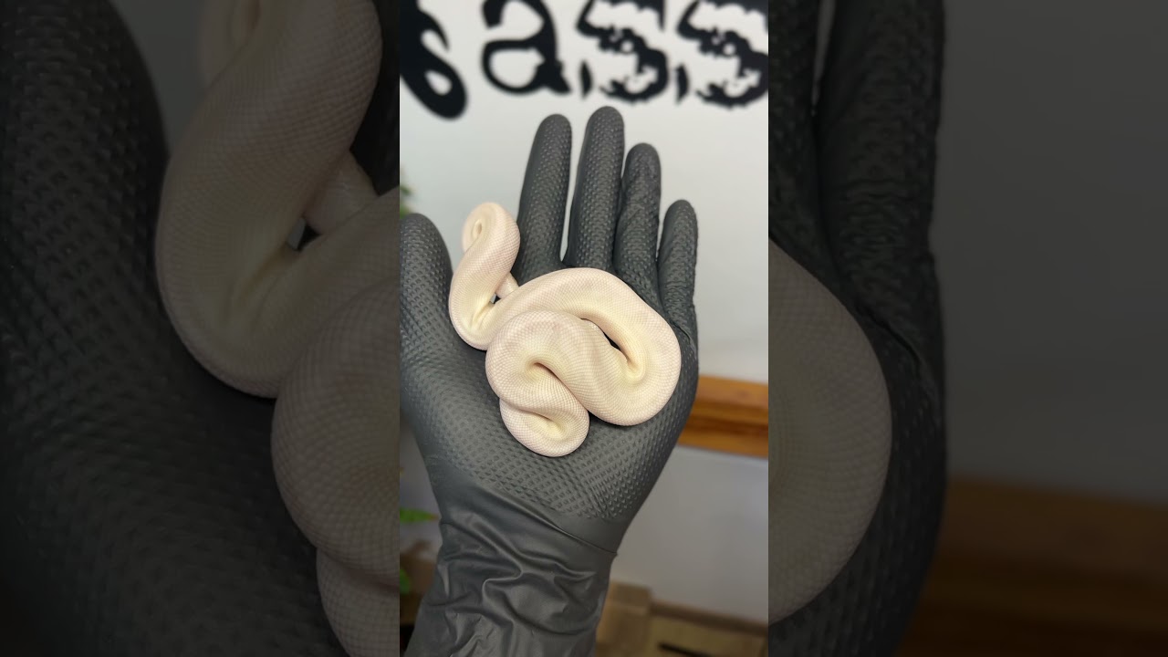 Ktoś chętny? 🤩 #pythonregius #python #ballpython #hodowlawęży #baby #węże #biały