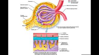 LBCC: BIO60-Ch. 16 Urinary System