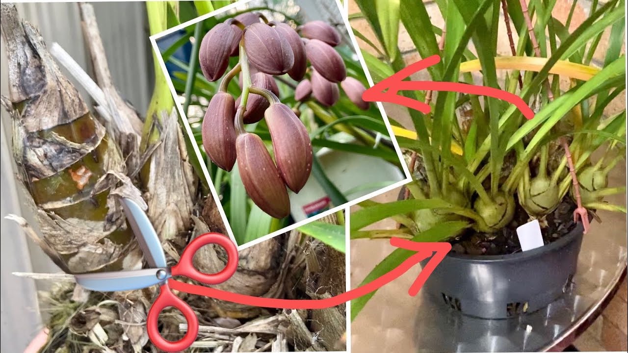 「22152」掌握这个好方法，大花蕙兰可以育苗成功，文心兰和卡特兰等有胖假鳞茎的兰花也可以试试，越养越多很简单 ，六月东区例会兰展 //静姐说花940