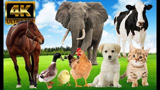 Wild Animal Sounds Horse, Cow, Duck, Dog, Hen, Cat, Elephant,...  Animal Moments