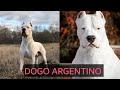 DOGO ARGENTINO |FEARLESS GUARD DOG |ANIMAL GUIDE MALAYALAM