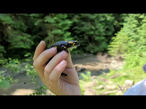 Саламандра огненная / Salamandra salamandra в Украинских Карпатах