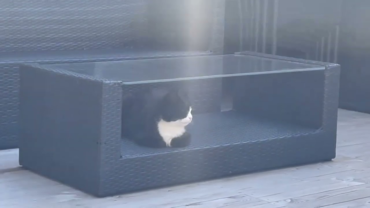 Purring, Biscuits & First Spring Adventures ☀️🐾 (Lido & Olaf)