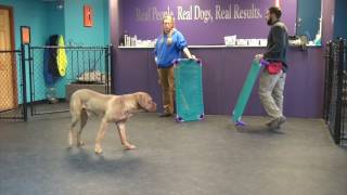 Fear Aggressive Mastiff Day 3