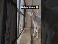 Cowbaby 💗💗/#shorts #cow #cowshorts #cowsound #animalontheway #cowvideos #cowvideo #funny #baby #cute