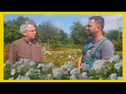 Videó: Hová ültessen rózsát: Hogyan válasszunk helyet a rózsatermesztéshez