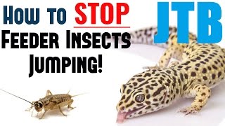 How To STOP Feeder Insects Jumping!