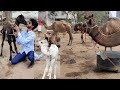 marwadi camel available in Hyderabad | live camel milk available in Hyd | onth ka doodh