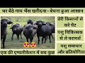 Sale Pashu Online | Gaay Bhains wala app | Animall app review