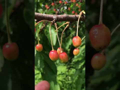 Птичья слива почти поспела #Shorts