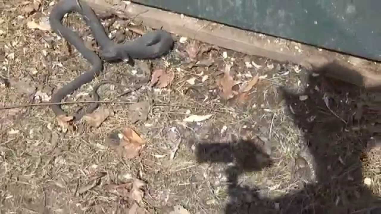 Snake In The Chicken Coop Trying To Get Him Out - YouTube