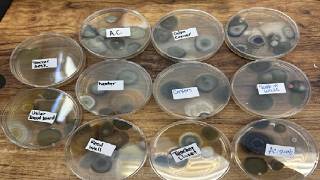 Mold Test Kit for Home,14 Simple Detection Tests,Test HVAC System Review