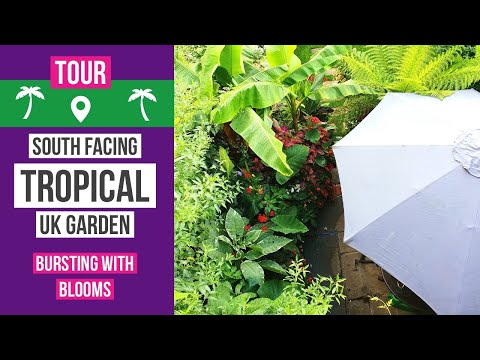 Tropical style garden full of bold tropical blooms 🌴 Tropical garden ideas & tours