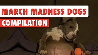 March Madness Dogs Video Compilation