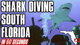 How to go Shark Diving in South Florida | 1 minute scuba diving breakdown video | Down to 60