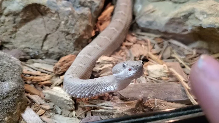 Arizona Ridgenose Rattlesnake (Crotalus willardi)