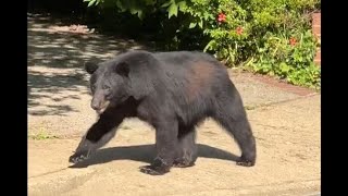 Black bear ‘politely’ wanders through Arlington Co. neighborhood