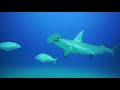 Hammerhead Sharks Feeding Frenzy