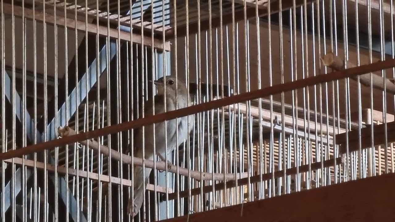 Champion luscinia Xafizi Uzbekistan 20.08.22y