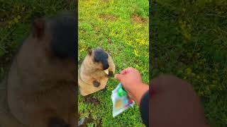 Cute Wild Animal Bobak Marmot Or Prairie Dog 171