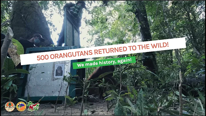 500 ORANGUTANS RETURNED TO THE WILD - WE MADE HISTORY AGAIN!