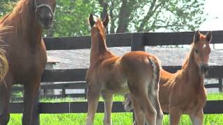 Mares and foals 5-20-13