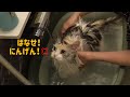 お利口だけど鳴き声が恐竜並みな後輩猫…1年ぶりに猫をお風呂に入れてみた