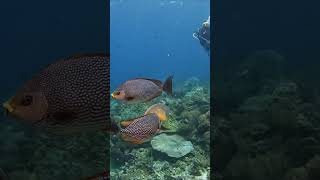 Baronang Fish (streaked spinefoot) preying jellyfish