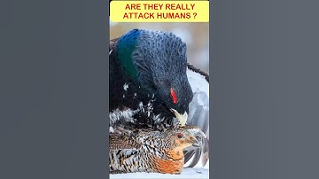 Discover the MAJESTIC Capercaillie!  Are they Dangerous? ❓ #shortvideo #ytshorts #viralshorts