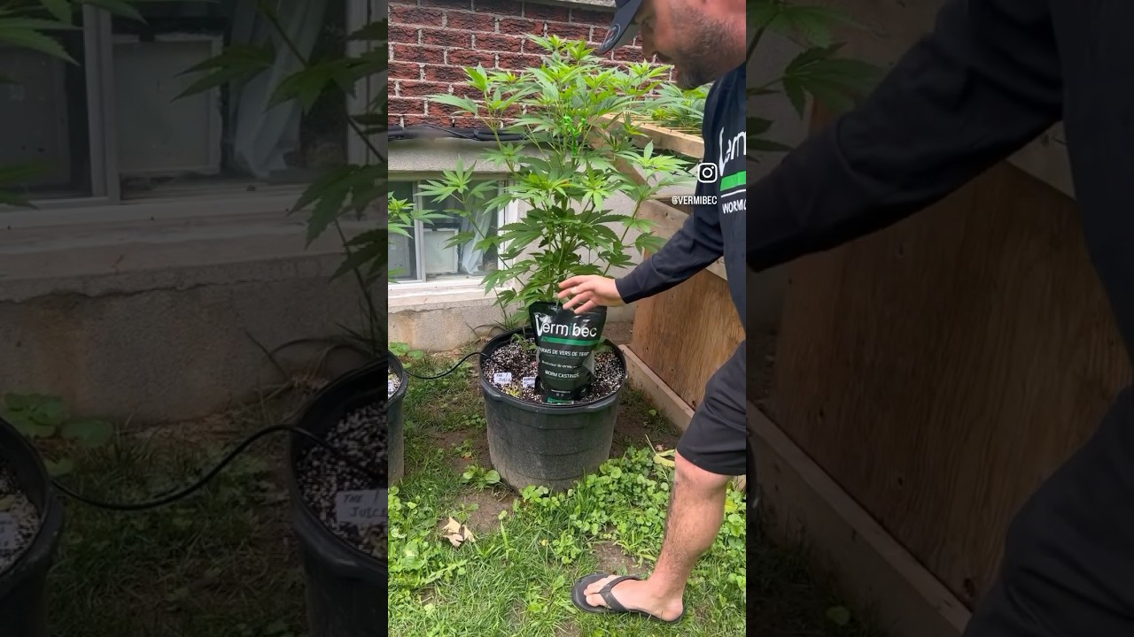 Testing % of worm castings and product from Vermibec #homegardening #growerslove