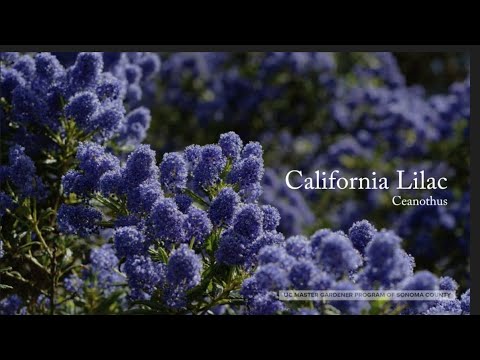 Видео: Ceanothus Bush Информация - Научете за отглеждането на Ceanothus Soapbush