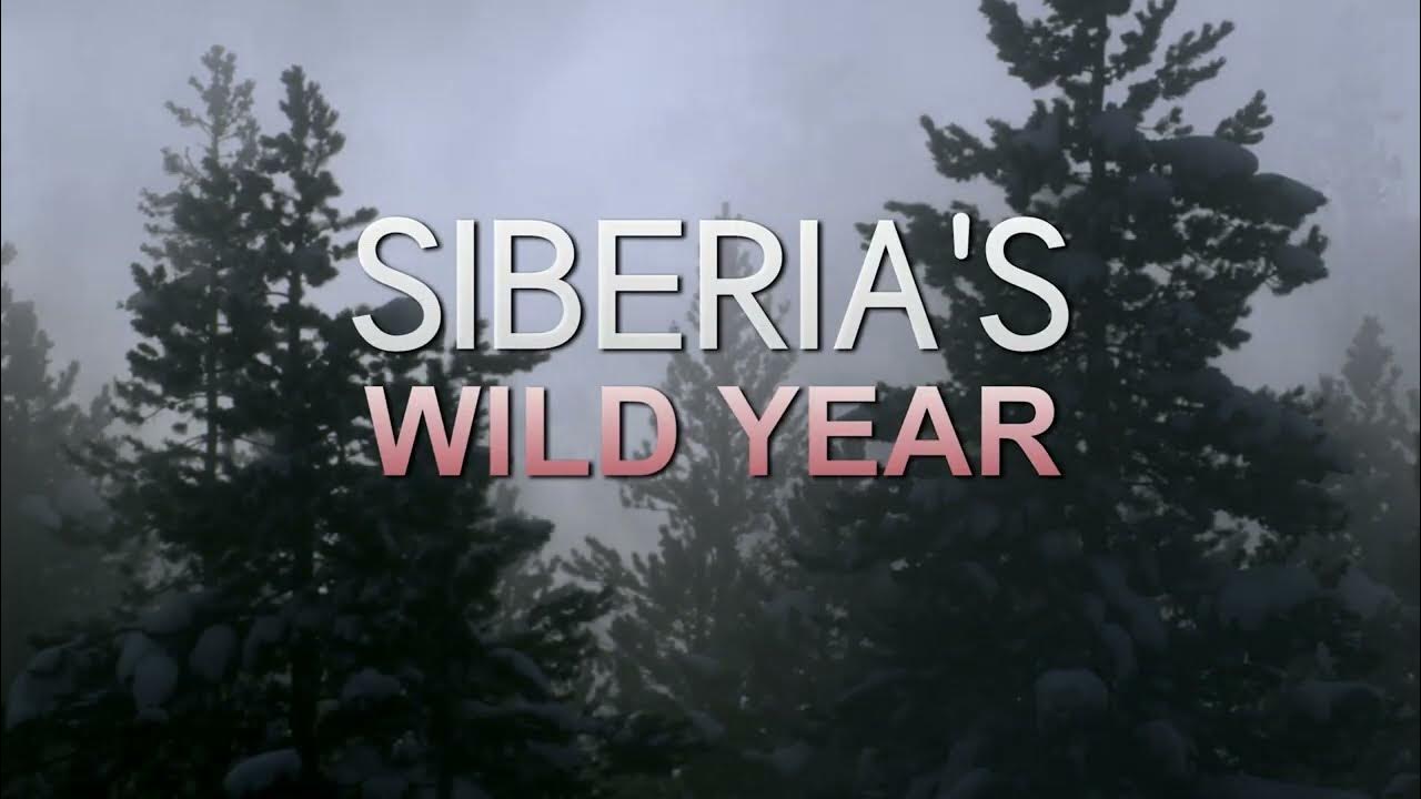 Вилд год. Wild Siberia. Wild Siberia extreme. Wild Siberia x tri. I am Siberian Wild &Frozen.