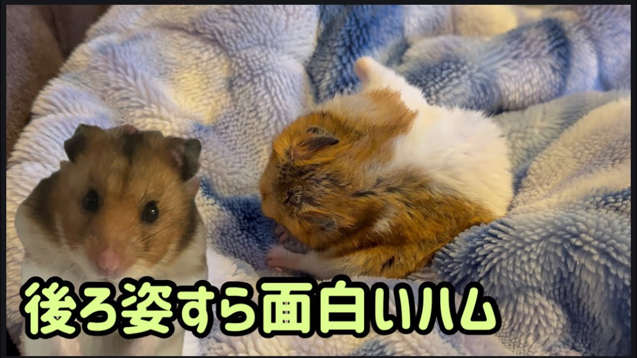 寝起きの毛づくろいがマヌケで可愛いてらこったで幸せ充電The post-nap grooming is so goofy and cute. Recharging with Teracotta.