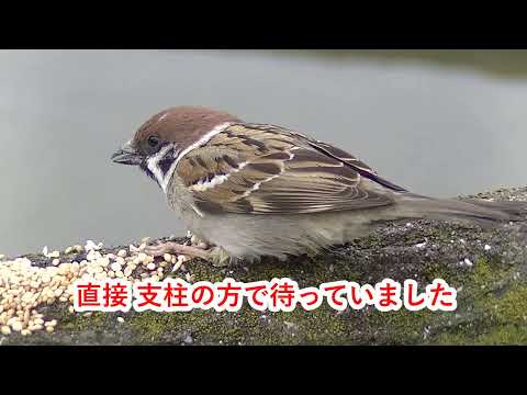 支柱の餌場に飛んで来た片足ちゃん 20260331 1 （天満宮）