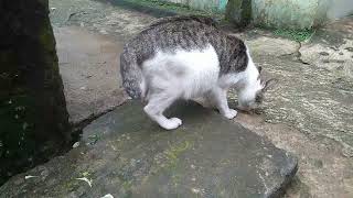 Simmpus Lagi H4Mil...