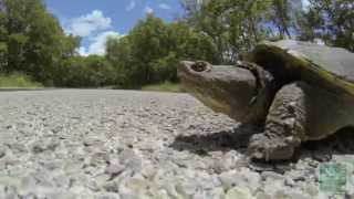 Turtles on the Road