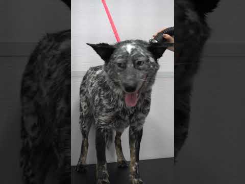 Video: Aktiviteter for Blue Heeler hvalpe