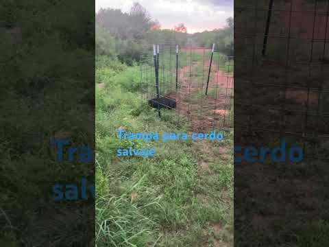 Trampa para cerdo