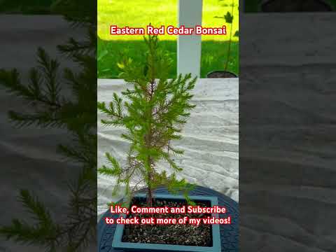 Video: Apakah Eastern Red Cedar tumbuh cepat?