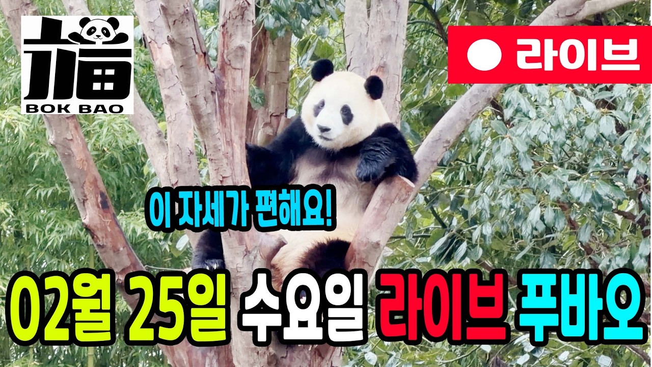 02월 25일 수요일 푸바오 라이브입니다. 이 자세가 편해요@