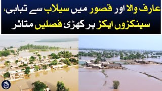 Flood destruction in Arifwala and Kasur, hundreds of acres of crops are affected - Aaj News