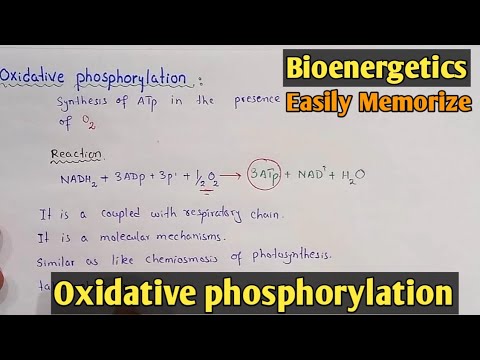 Video: Co znamená oxidativní fosforylace?